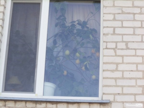 Заступник мера на Волині вирощує лимони, мандарини і  гусей. ФОТО